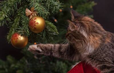 Как спасти новогоднюю елку от домашних животных