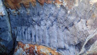 В Англии нашли окаменелость трехметровой многоножки