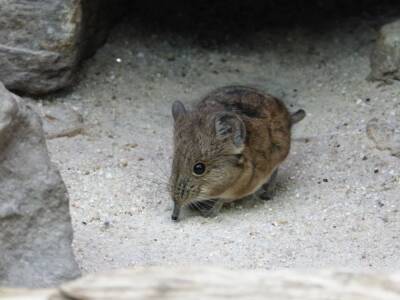 Фотоловушка на острове Гоф зафиксировала первую мышь после массового истребления грызунов