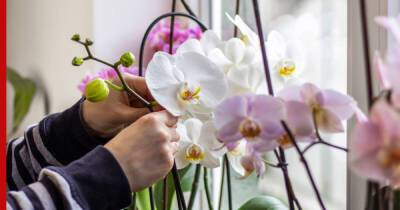 О чем нужно помнить при уходе за орхидеями, рассказали специалисты