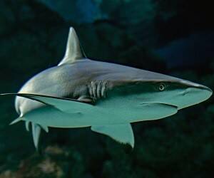 Американские ученые нашли в организмах акул мощную защиту от коронавируса