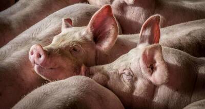 Власти Польши окажут помощь своим свиноводам