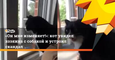 «Он мне изменяет!»: кот увидел хозяина с собакой и устроил скандал
