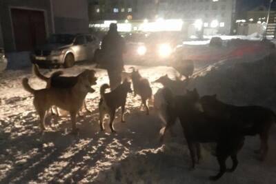 Жительница Карелии пожаловалась на собак, которые выхватили у нее пакет - karel.mk.ru - Беломорск - республика Карелия