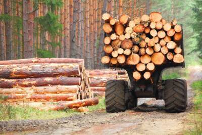 С нового года нельзя вывозить из России небработанную древесину