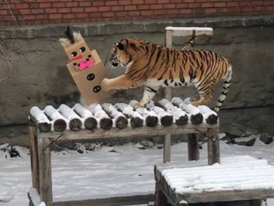 В Челябинском зоопарке создают новогоднее настроение для тигров
