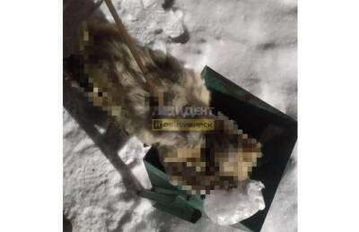 В Новосибирске живодёры выбросили труп кошки в мусорку у детской площадки