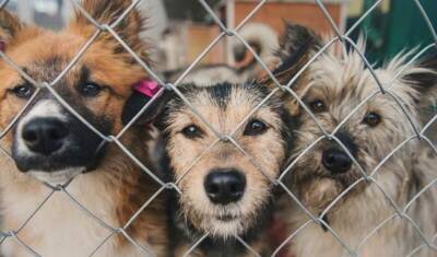 Кожуховский приют с 3 000 собак переселяют на территорию полигона ТБО «Малинки»
