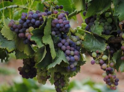 Очищает печень и замедляет старение: Названы полезные свойства винограда