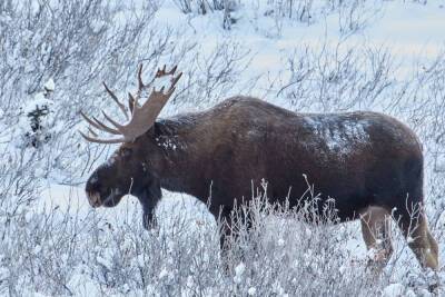 Сезон охоты на лося продлили в Новгородской области до 10 января