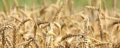 На Ставрополье судебные приставы добились передачи пайщикам более 80 тонн пшеницы