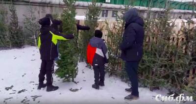 «"Сладенькие" на "Лексусах" и за 20 тысяч возьмут!»: продавец ёлок о том, почему новогодние деревья в Новосибирске стремительно дорожают