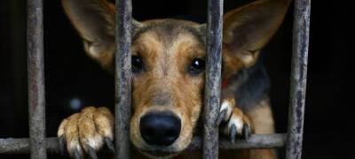 Общественница призвала главу Карелии вмешаться в ситуацию с приютом для животных в Медвежьегорске