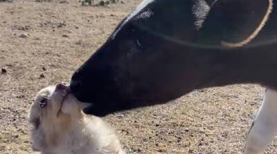 Милота дня! Дружба маленького щенка и теленка привела в восторг YouTube (Видео)