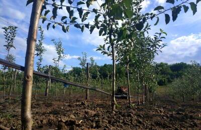 Садоводы Львовщины получат дотации за 100 га новых плантаций