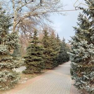 Запорожские коммунальщики опрыскивают хвойные деревья спецраствором
