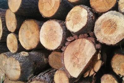 В новом году из России запретят вывоз необработанной и грубо обработанной древесины
