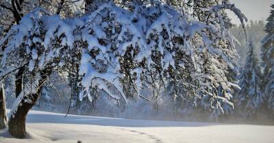 В Укргидрометцентре предупредили о непогоде: порывистый ветер, мокрый снег и гололедица