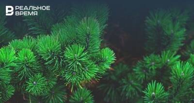 Экологи рассказали, какие елки лучше покупать на Новый год