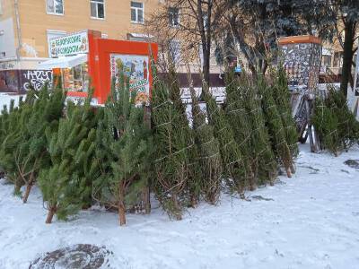 Почему в Смоленске продают такие дорогие елки