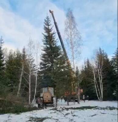 Главу Щучьего вызвали в СКР из-за подозрений незаконной рубки елки для новогоднего городка