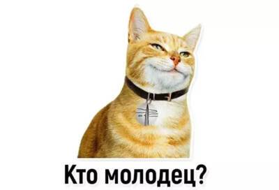 В Telegram появились забавные стикеры с лахтинским котом Фоксом и балтийским нерпёнком