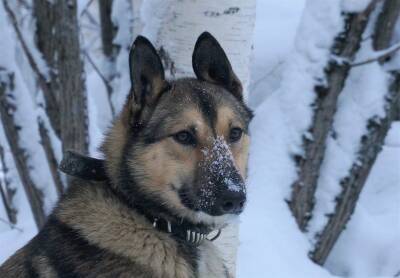 Сыктывкарский приют для животных вновь просит о передержке животных на время морозов