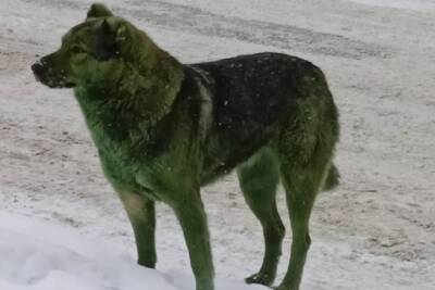 В Ярославле позеленели бродячие собаки