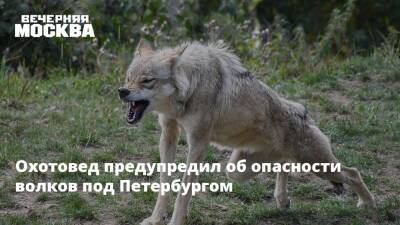Охотовед предупредил об опасности волков под Петербургом