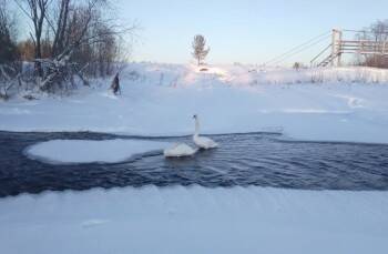 В одном из районов Вологодчины на зимовку осталась пара лебедей-шипунов