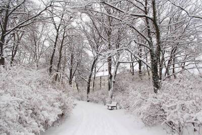 Морозы останутся в Смоленской области 24 декабря
