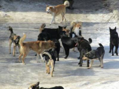 Агрессивные собаки с опасной улицы напали на двух детей в Уфе