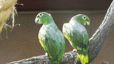 Полакомились манго: пьяные попугаи вызвали хаос в Австралии