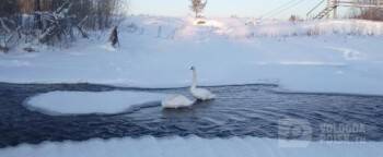 Лебеди остались зимовать в Вологодской области, вопрос Путину про Деда Мороза и отмена техосмотра: обзор новостей дня
