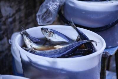 Диетолог Гинзбург назвал полезные свойства соленой рыбы