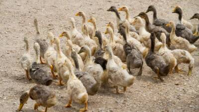 В Башкирии отменили карантин из-за птичьего гриппа