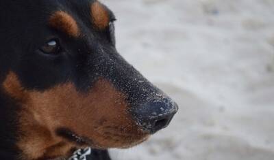 Потерявшая хозяина собака полгода живет на кладбище