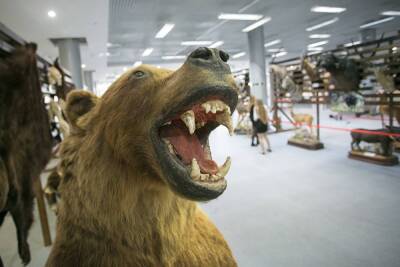 В Свердловской области резко выросло число волков и медведей. И это очень опасно