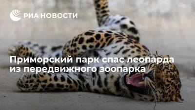 Парк в Приморском крае "Белый лев" спас леопарда из передвижного зоопарка