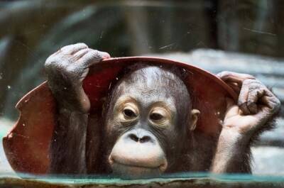 Московский зоопарк объявил сбор подарков для животных