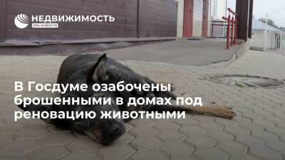 В ГД просят власти Москвы обратить внимание на брошенных в домах под реновацию животных