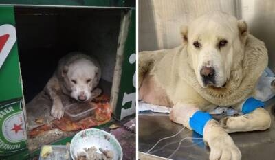 Хозяина покалеченной Умки из Петрозаводска нашли, но не накажут: тем временем на лечение собаки нужно еще 500 тысяч