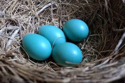 Жители Чувашии разводят павлинов и кур, несущих голубые яйца