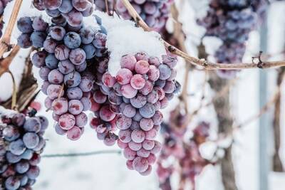 После желанного похолодания в Германии начался сбор урожая ледяного вина