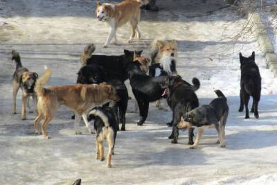 В Тверской области следователи займутся сворой бездомных собак