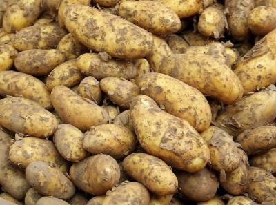 В Новосибирской области на 8,3 % подорожал картофель