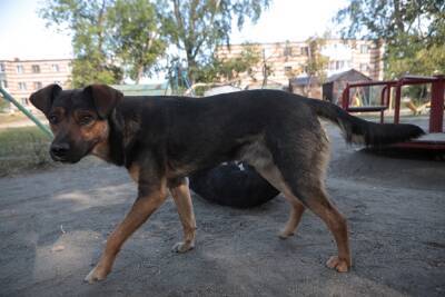 Власти: в Челябинской области сократилось количество жалоб на безнадзорных животных