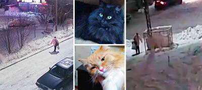 Соцсети: в Петрозаводске на помойку выкинули мешок с живыми кошкой и котом (ФОТО и ВИДЕО)