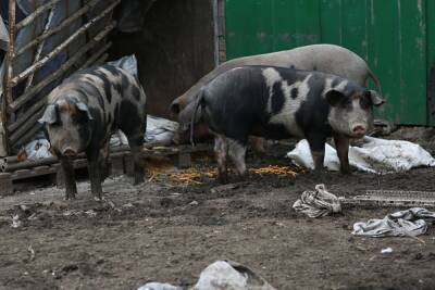 В районе ХМАО сняли режим ЧС из-за вспышки африканской чумы свиней