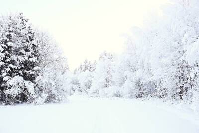 В Ленобласти будет облачно, снежно и холодно 25 декабря